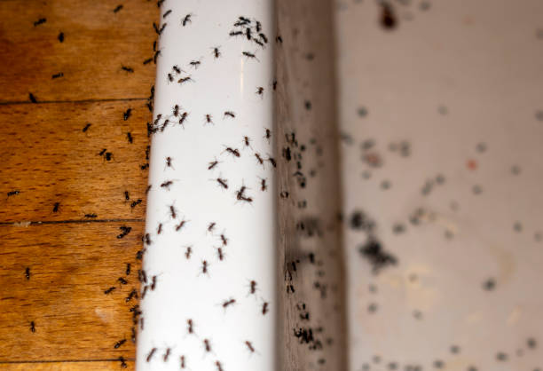 Best Pest Control Near Me  in Wedgefield, FL