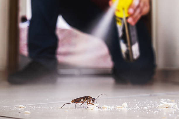 Best Mosquito Control Services  in Wedgefield, FL